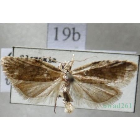 Capua vulgana (Frölich, 1828) Slovakia19b